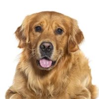 Understanding Why Dogs Kick After Pooping